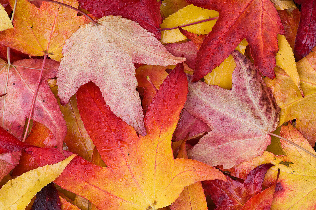 Autumn Leaves, Close-Up