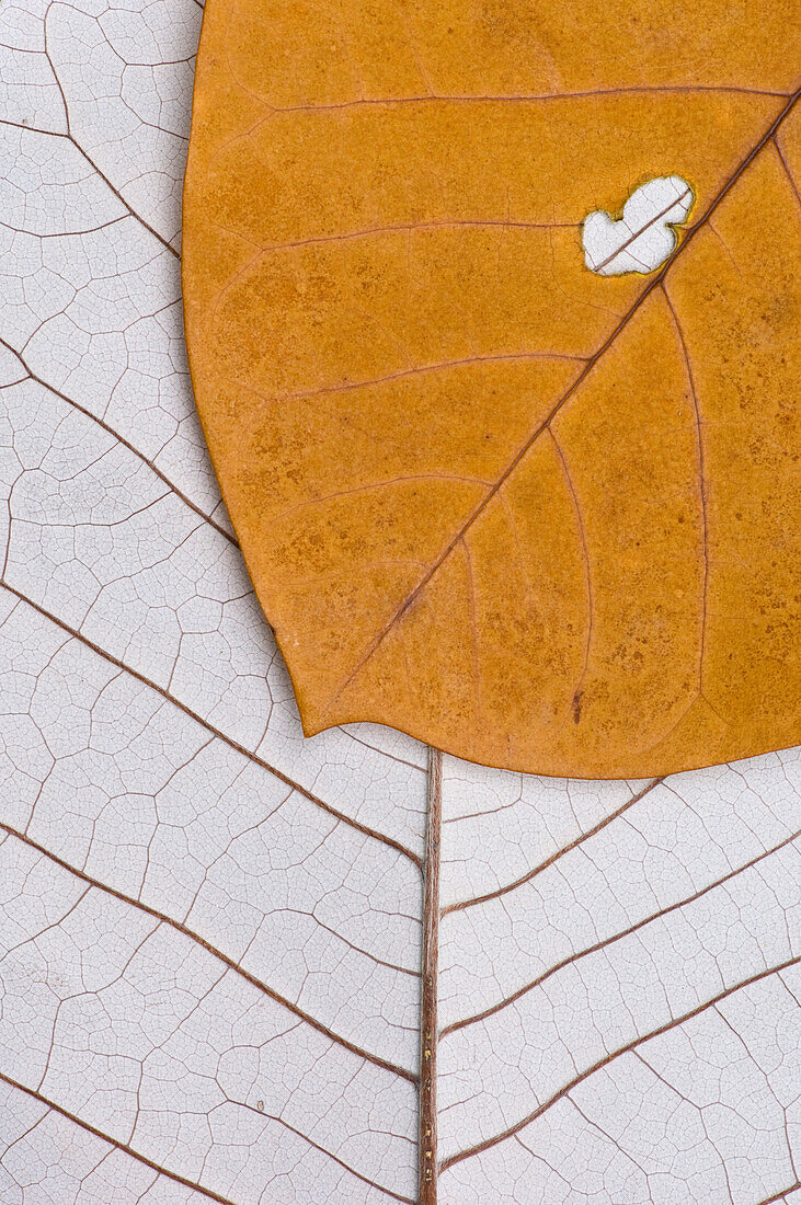 Two Autumn Leaves, One With Hole, Close-Up