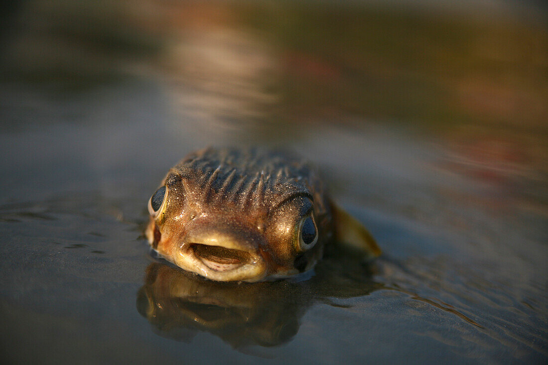 Underwater Animal Peering From Water Surface, Close-Up
