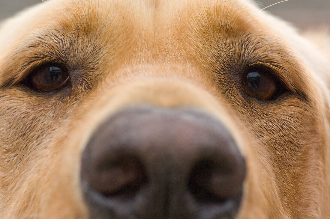 Dog's Nose, Close-Up