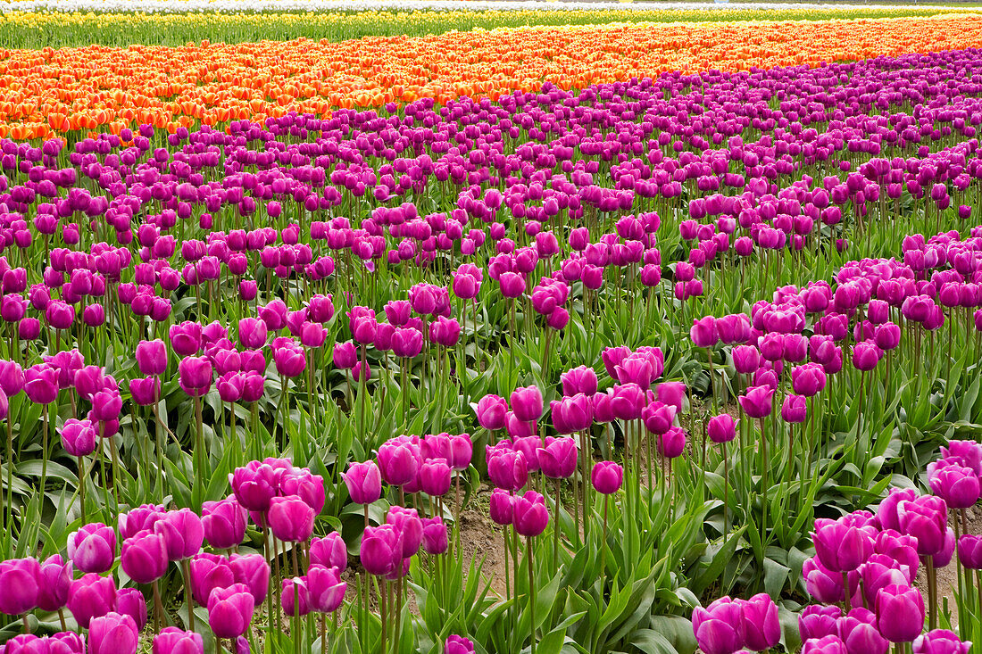 Colorful Tulips Blooming in Field, Washington, USA