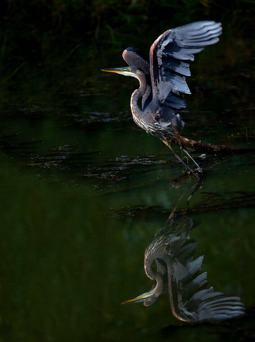 Great Blue Heron Taking Off From Water