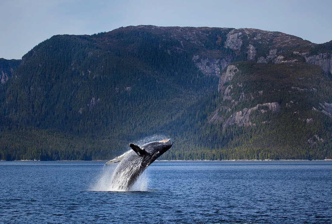 Humpback Whale Breaching