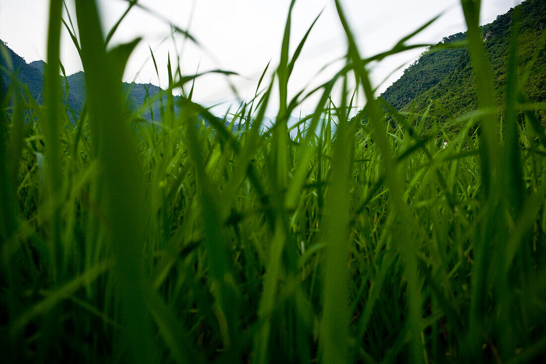 Worm's Eye View of Grass Field