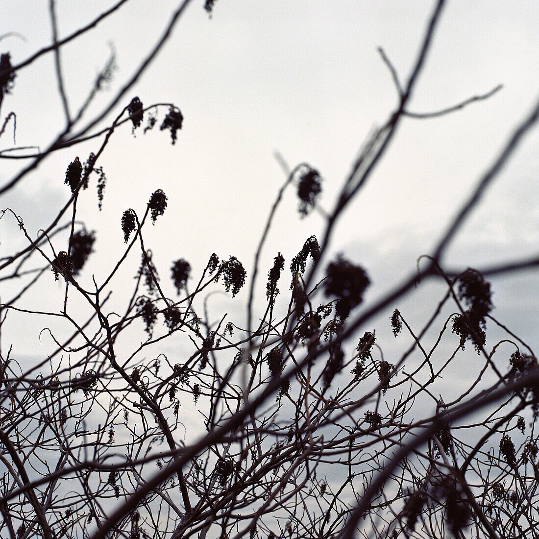 Branches and Sky