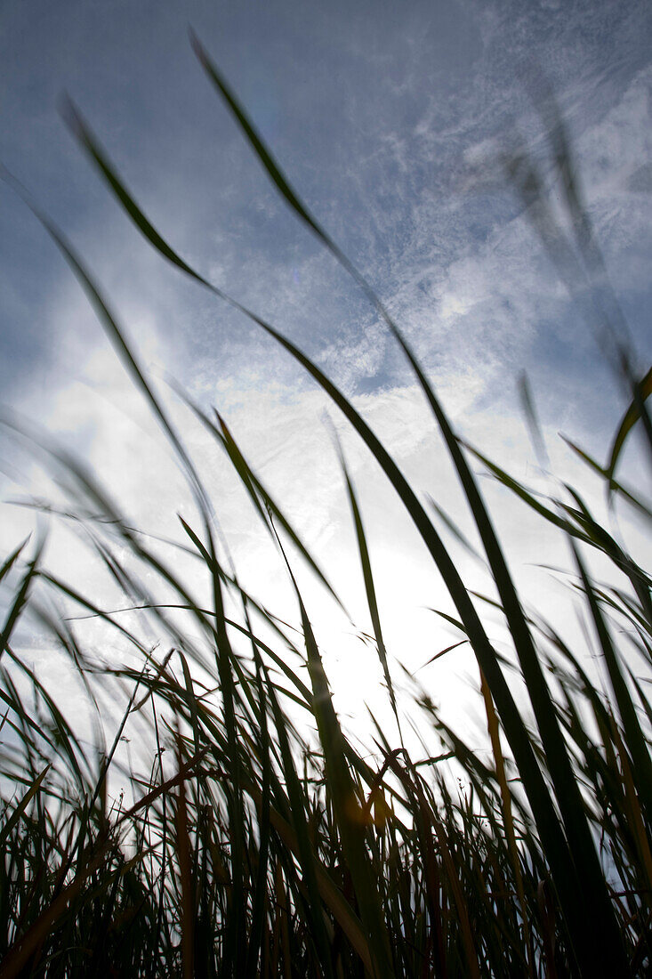 Reeds Blowing in Wind
