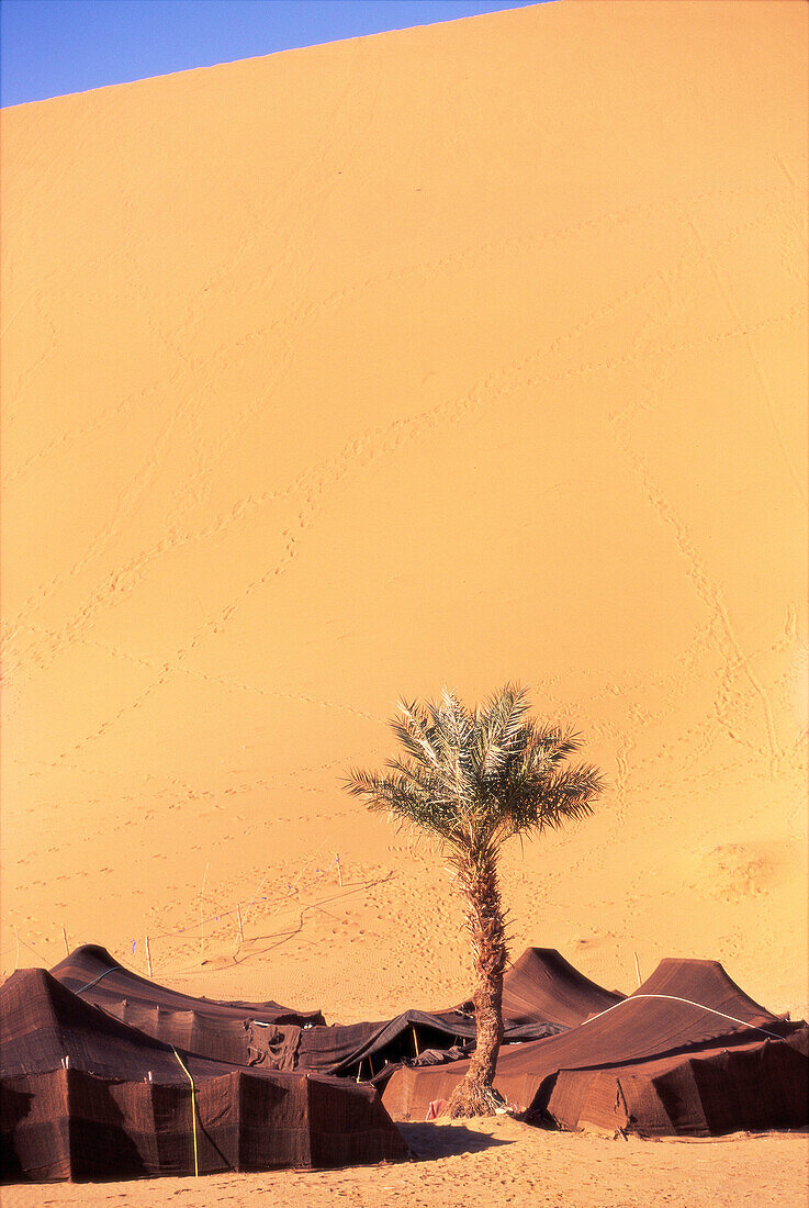 Tents and Palm Tree in Desert, Morocco