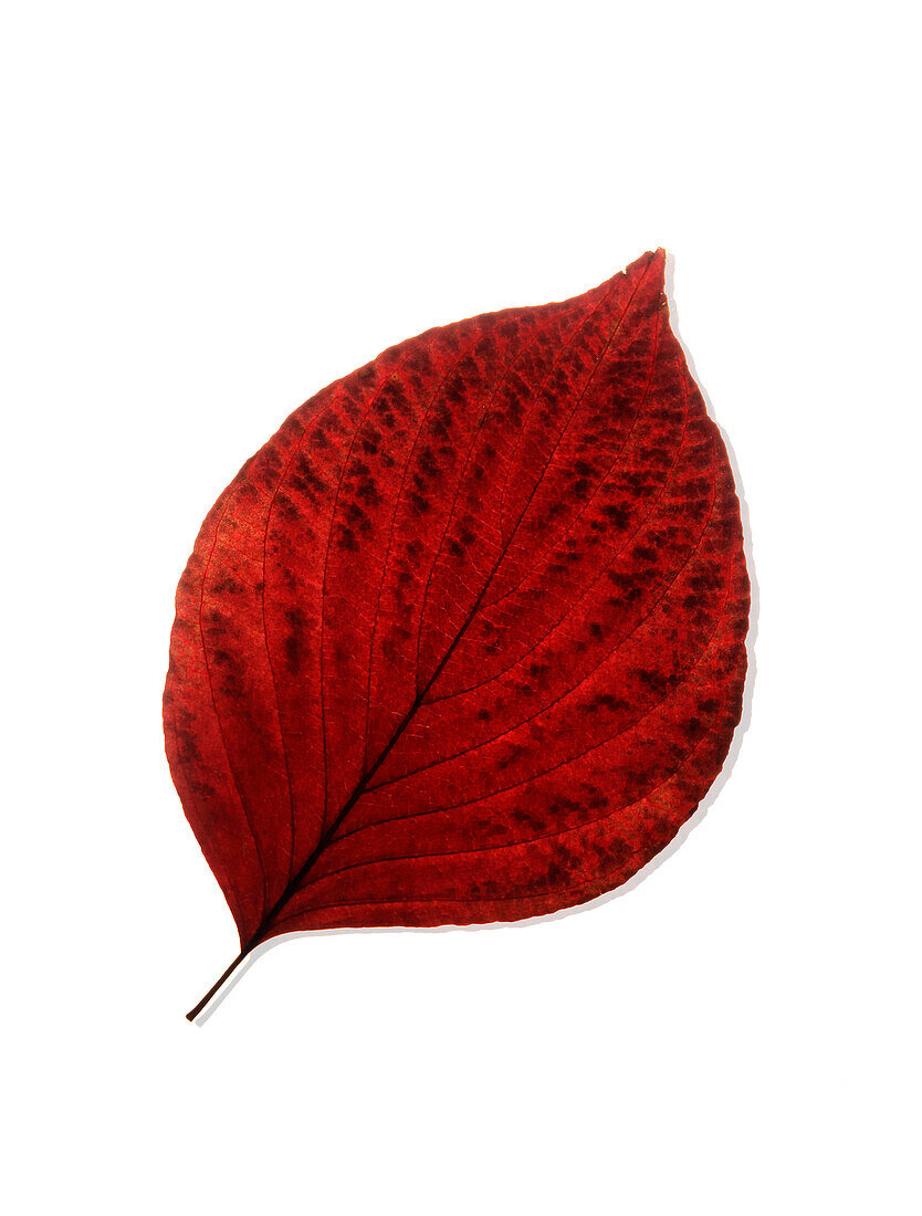 Red Round Leaf