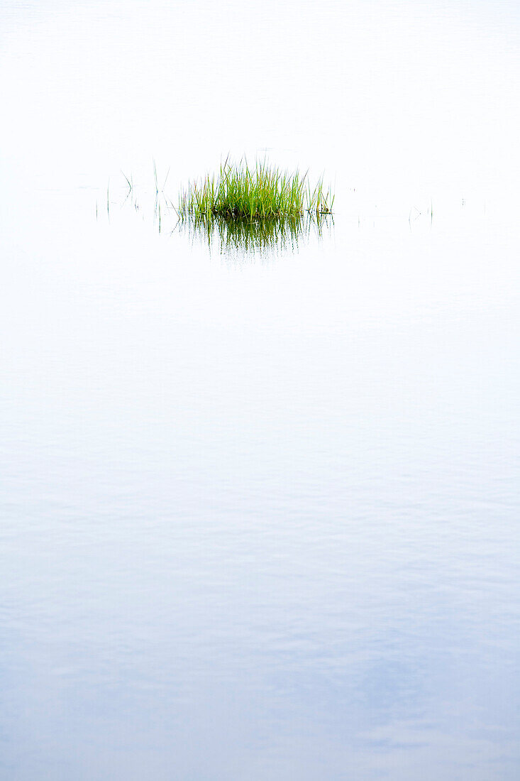 Water Reeds