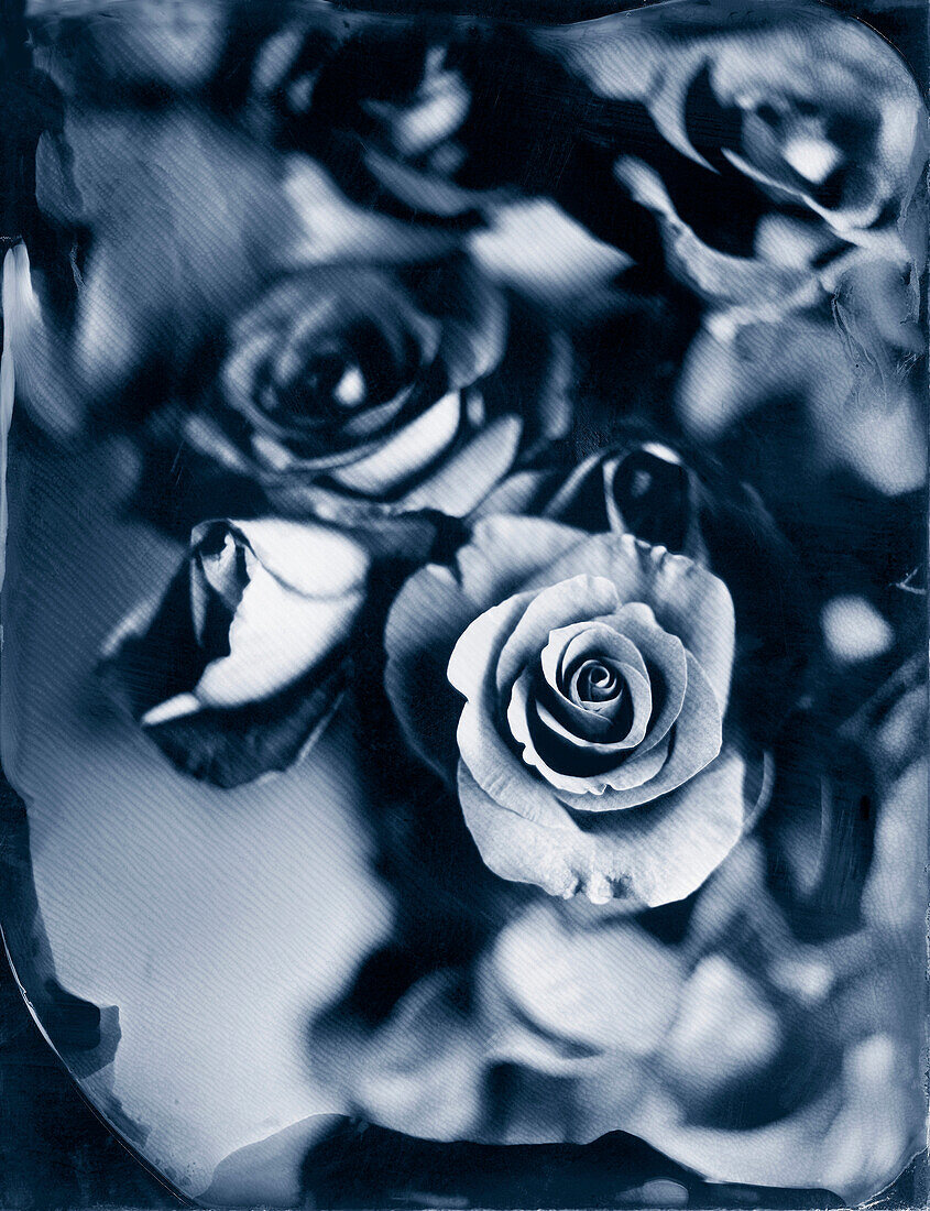 Bouquest of Roses, Ambrotype