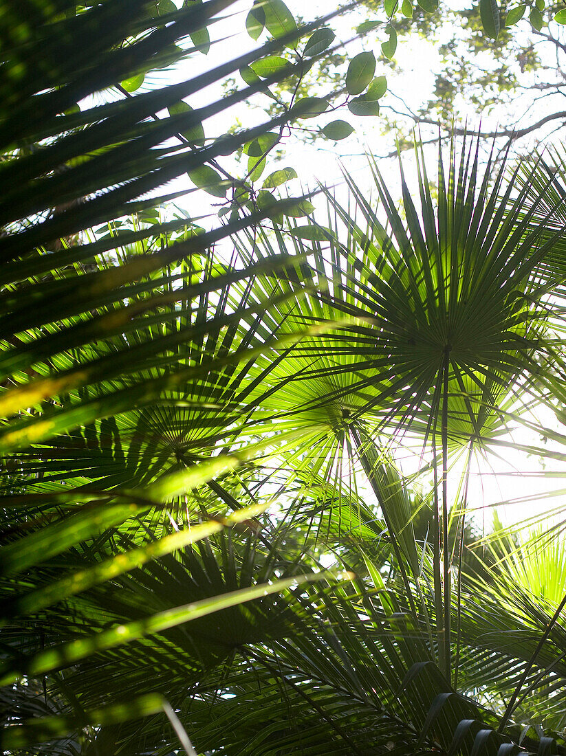 Palm Tree Leaves, Close-Up 2