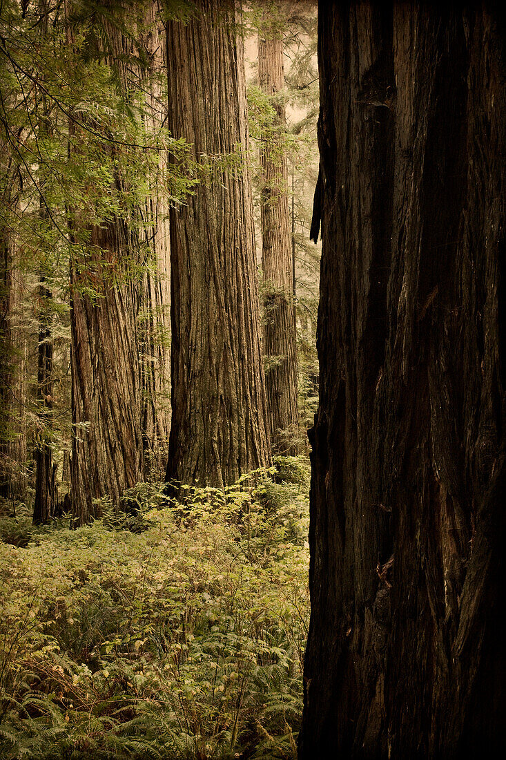 Tall Redwoods, Redwood National Park, California, USA