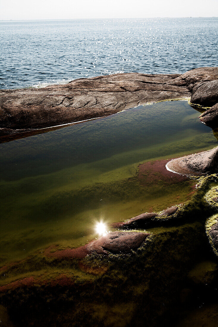 Algae in Tidal Pool, . Sweden
