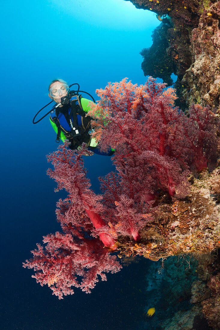 Taucher und rote Weichkorallen, Dendronephthya sp., Wakaya, Lomaiviti, Fidschi