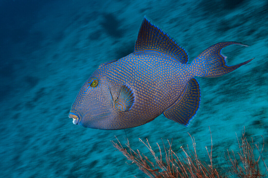 Blaustreifen-Drueckerfisch, Pseudobalistes fuscus, Namena Marine Park, Fidschi