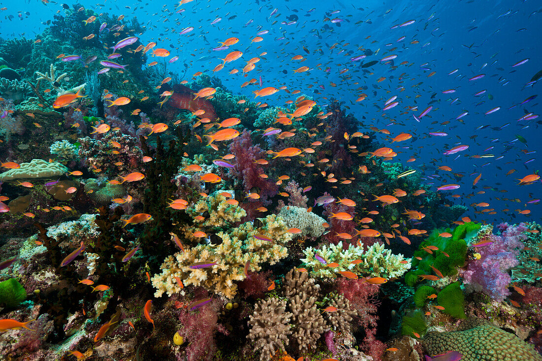 Fahnenbarsche in Korallenriff, Pseudanthias squamipinnis, Namena Marine Park, Fidschi