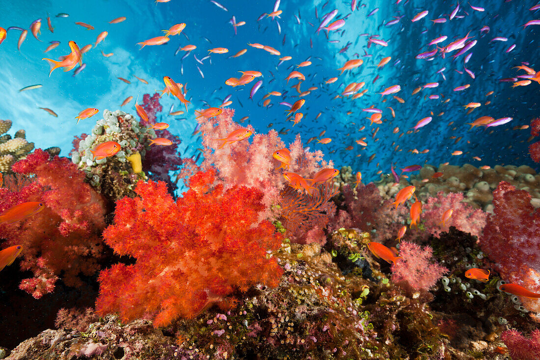 Colorful Coral Reef, Makogai, Lomaviti, Fiji