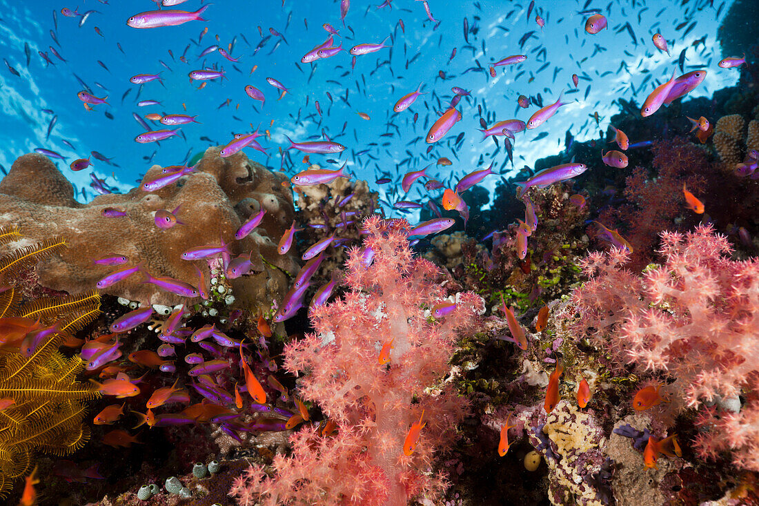 Anthias over Coral Reef, Luzonichthys whitleyi, Pseudanthias squamipinnis, Makogai, Lomaviti, Fiji