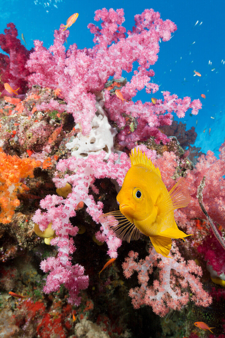 Golden Damsel in Coral Reef, Amblyglyphidodon aureus, Gau, Lomaiviti, Fiji