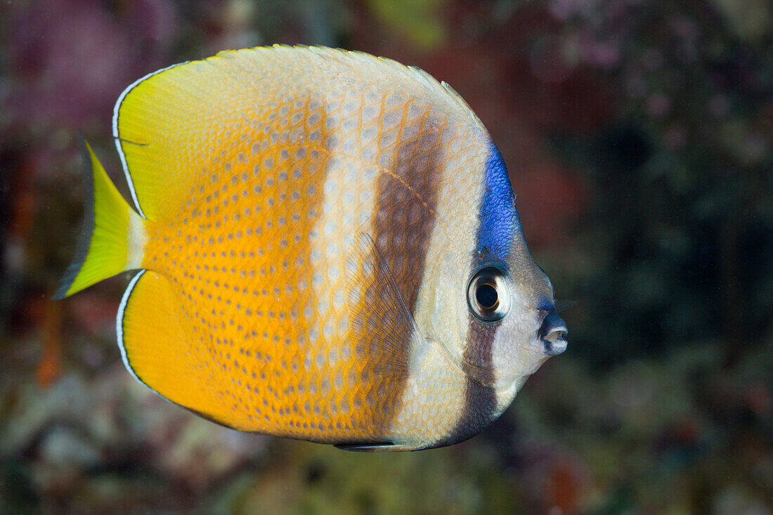 Kleins Falterfisch, Chaetodon kleinii, Gau, Lomaiviti, Fidschi