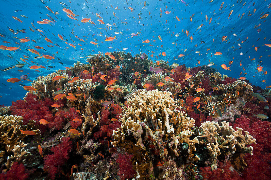 Korallenriff mit Fahnenbarschen, Pseudanthias squamipinnis, Gau, Lomaiviti, Fidschi