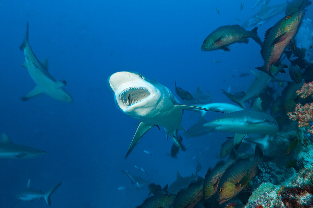 Schwarm Graue Riffhaie, Carcharhinus amblyrhynchos, Nagali, Fidschi