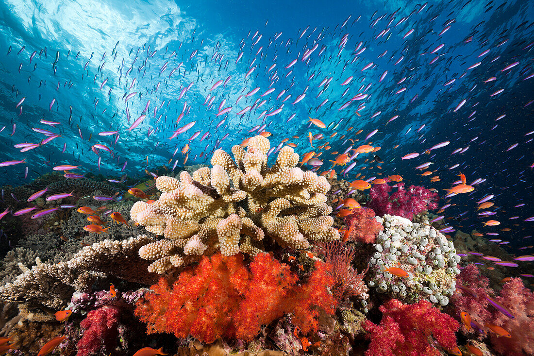 Buntes Korallenriff, Namena Marine Park, Fidschi