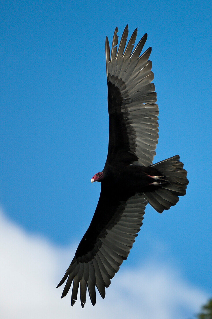 Truthahngeier im Flug, Cathartes aura, Nationalpark Los Haitises, Dominikanische Republik