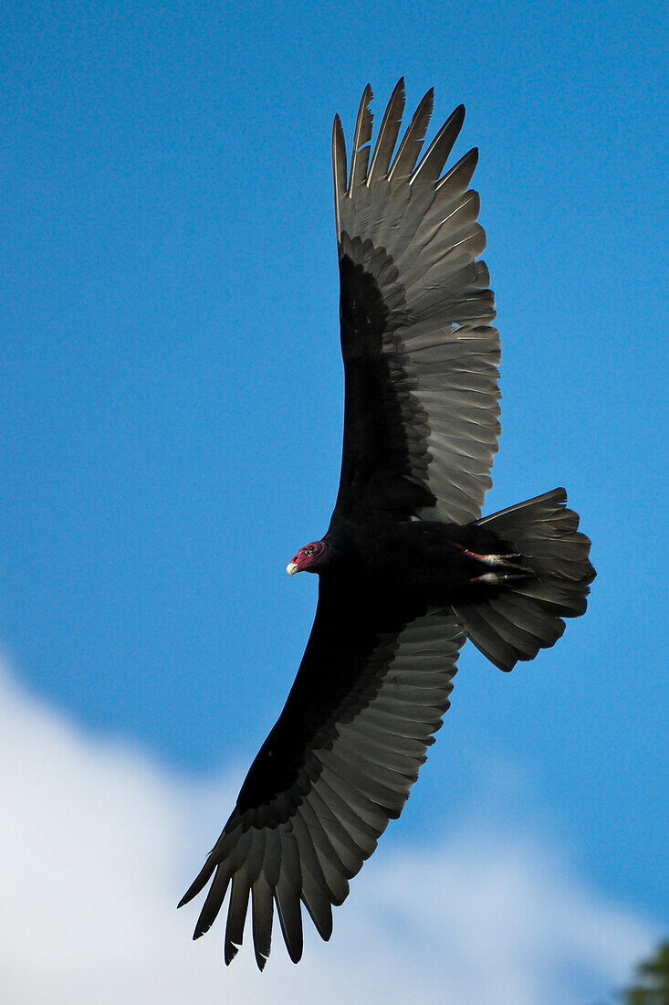 Turkey Vulture in Flight, Cathartes aura, Los Haitises National Park, Dominican Republic