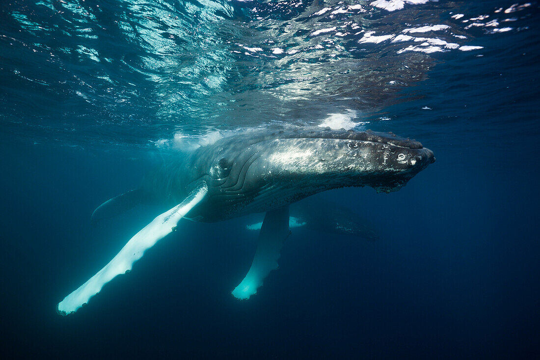 Humpback Whale, Megaptera novaeangliae, Samana Peninsula, Dominican Republic