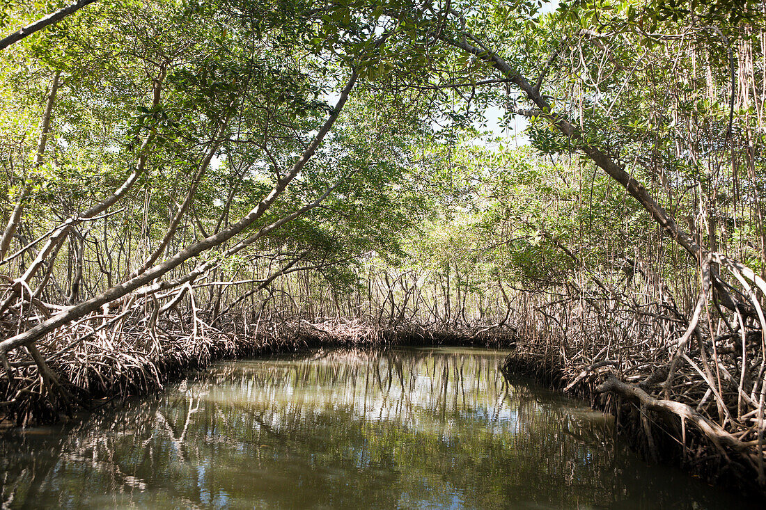 Mangroven, Rhizophora, Nationalpark Los Haitises, Dominikanische Republik