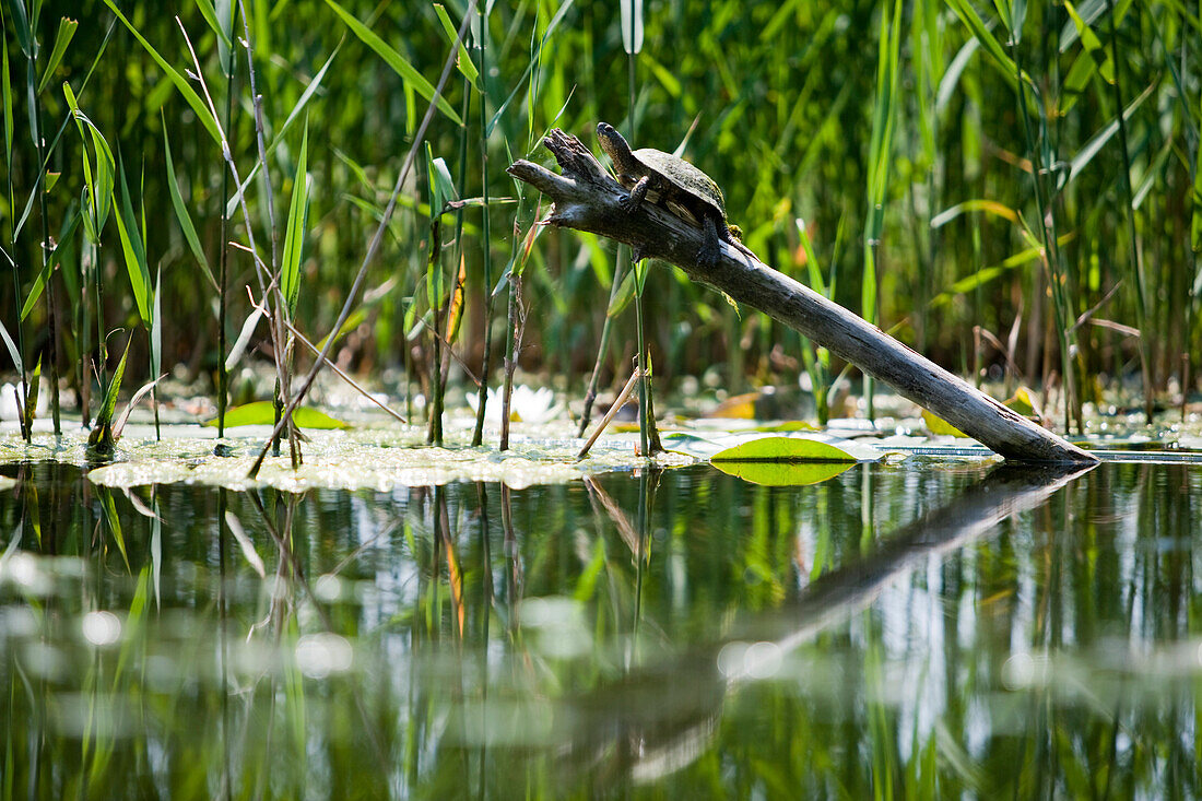 Schildkröte auf Baumstamm in einem Teich im Riserva Isola della Cona Naturreservat, nahe Grado, Provinz Udine, Friaul-Julisch-Venetien, Oberitalien, Italien