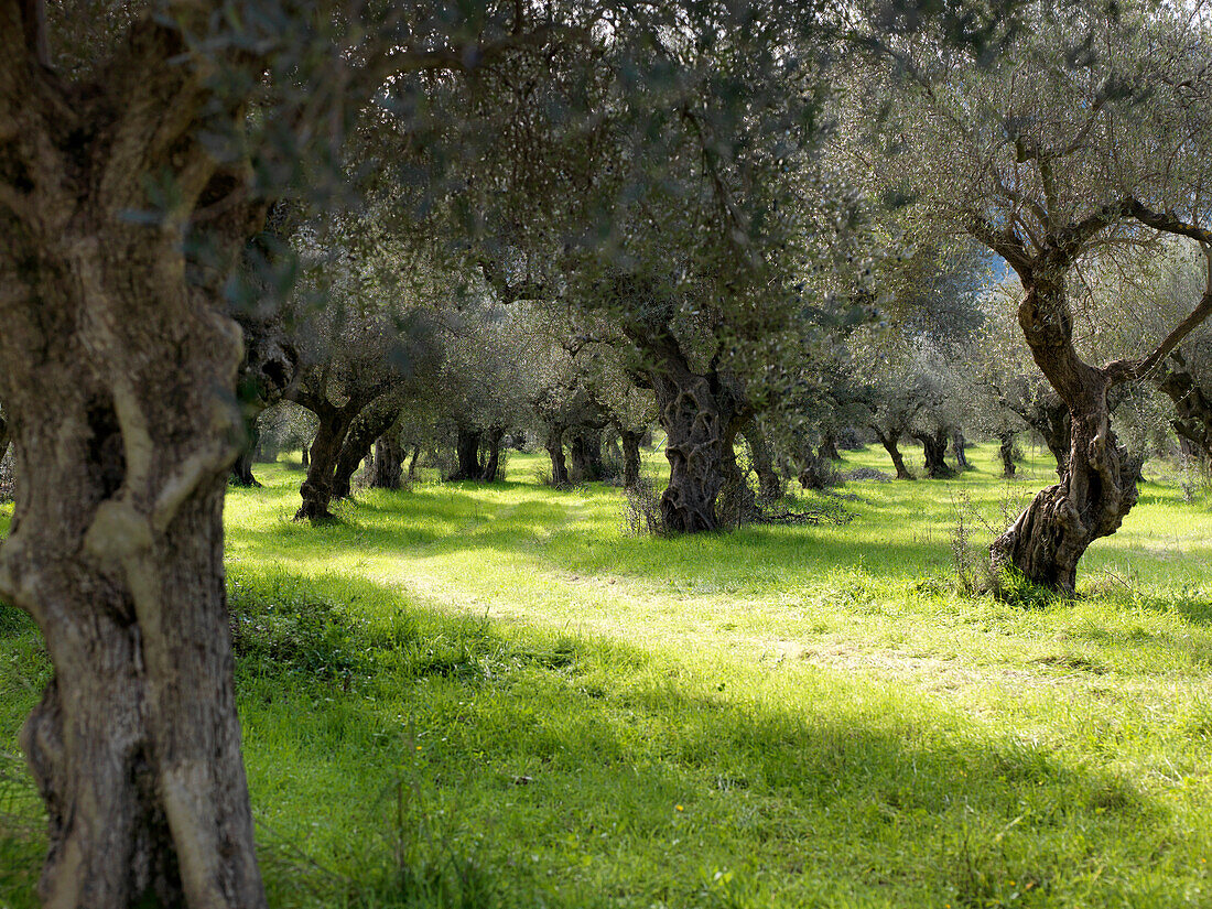 Olivenhain nahe Sparta, Peloponnes, Griechenland