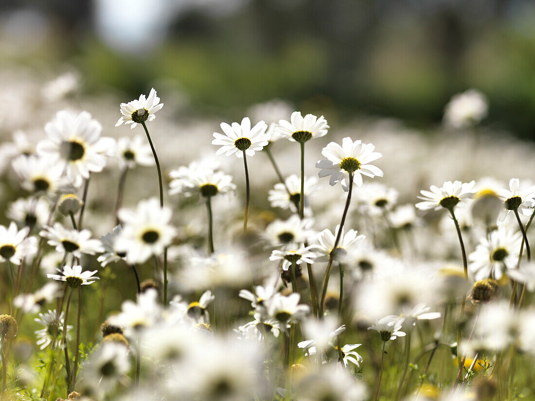 Marguerites in Kalamaki, Kalamaki, Peloponnes, Greece