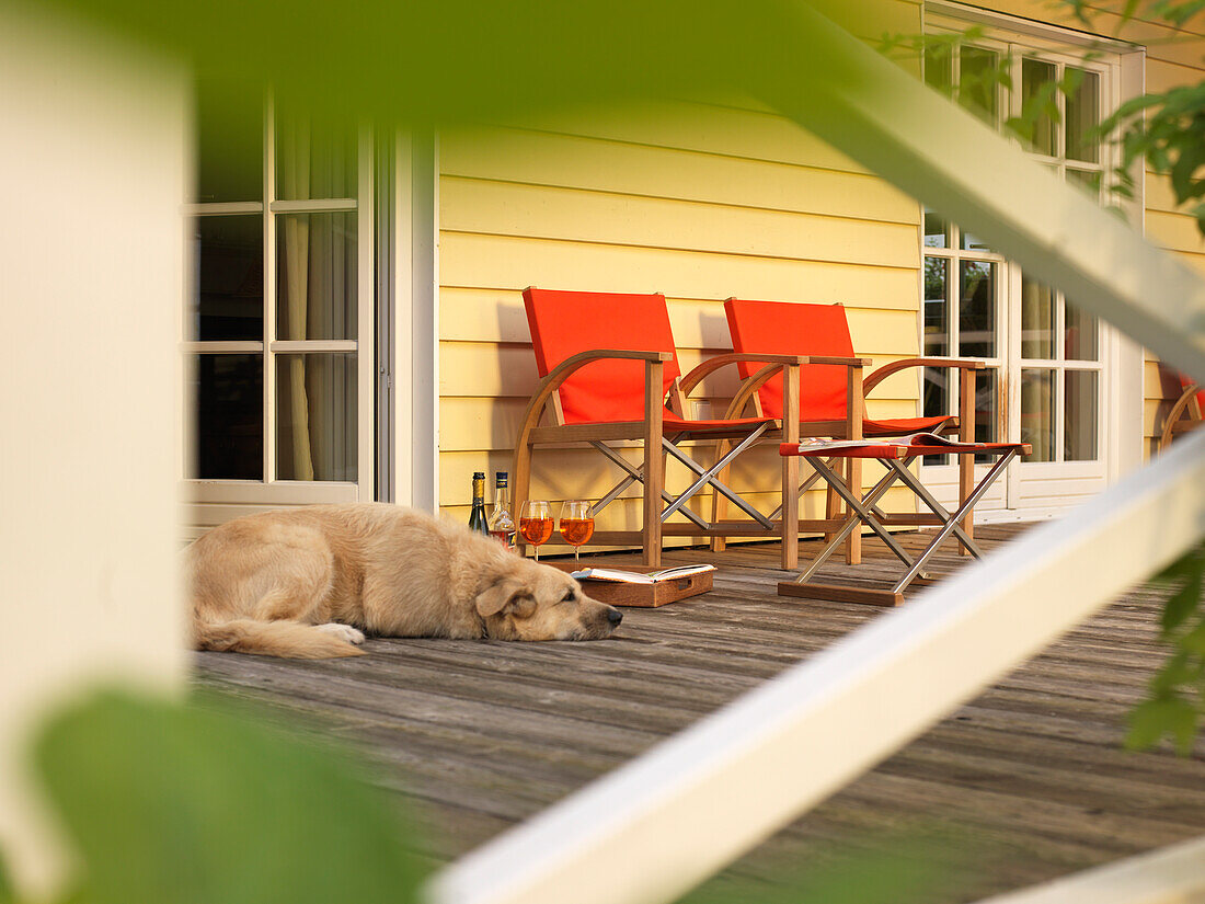 Hund auf Veranda neben rote Gartenstühle, Bayern, Deutschland