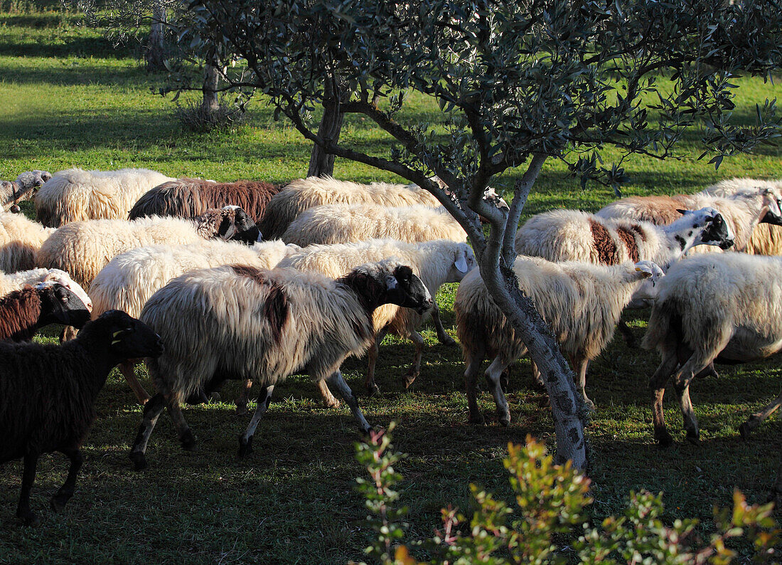Schafherde nahe Nauplia, Peloponnes, Griechenland