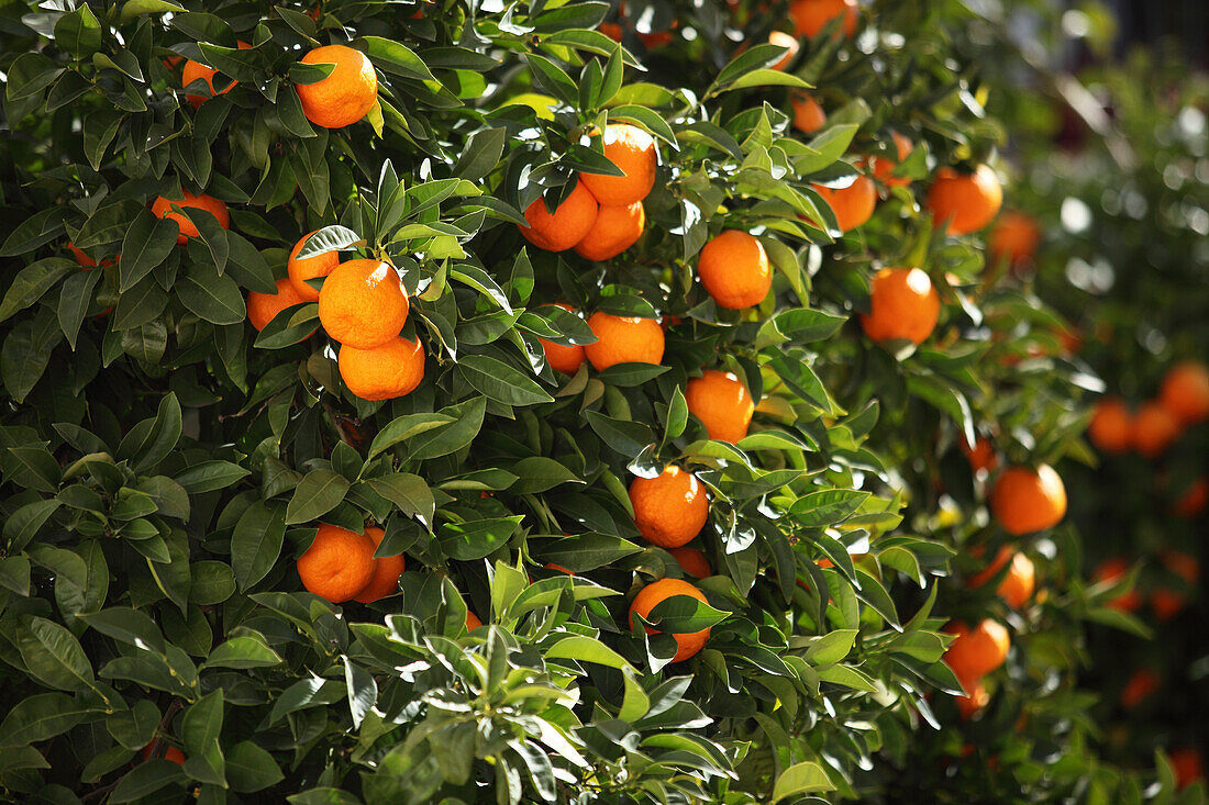 Orange tree, Ronda, Malaga, Andalusia, Spain