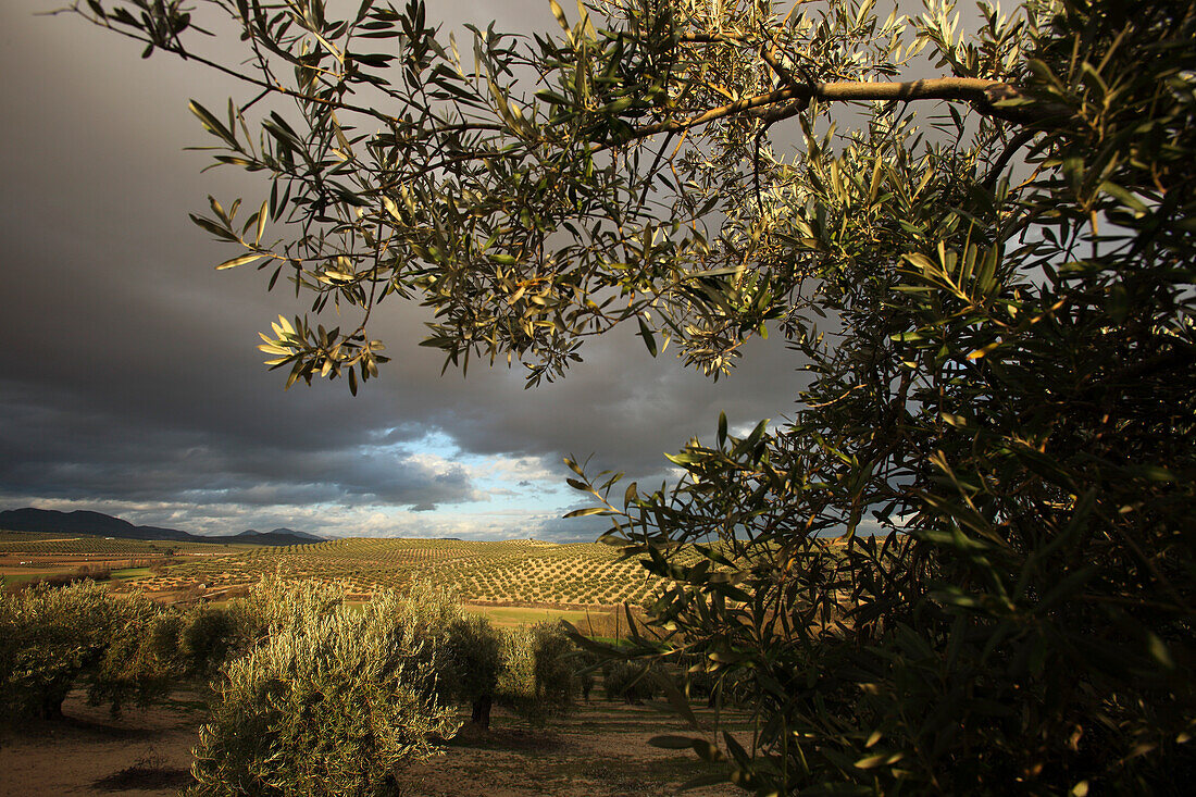 Olivenhain, Montefrio, Provinz Granada, Andalusien, Spanien