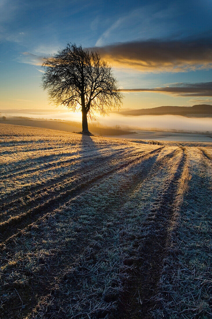 Tree on a Cultivated Field, Ross-shire, Scotland, UK