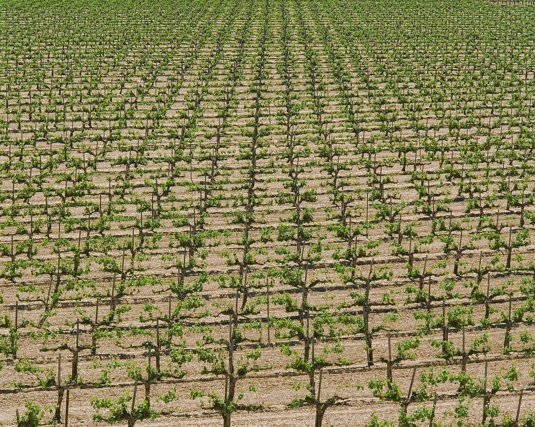 Rows of Grape Vines, Napa Valley, California, USA