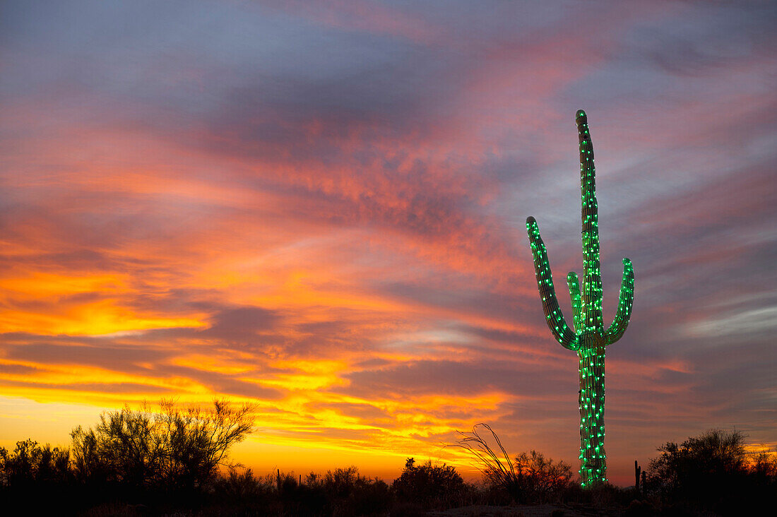 Christmas Suguaro in the Desert, Phoenix, Arizona, USA