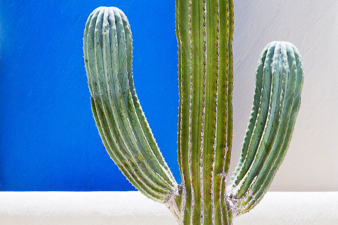 Cactus, San Jose los Cabos, Baja California, Mexico