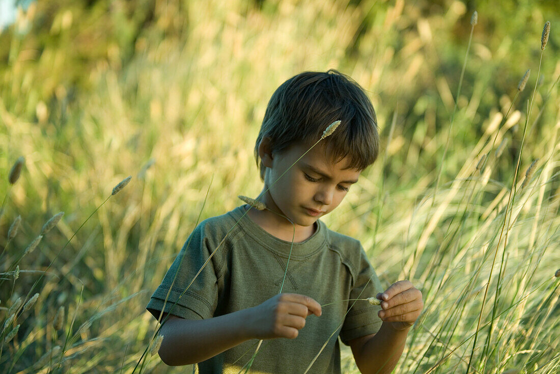 Little boy in tall grass, looking down at blade of grass in hands