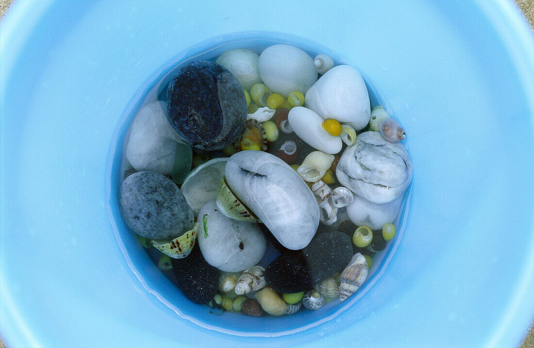 Seashells in blue bowl, directly above