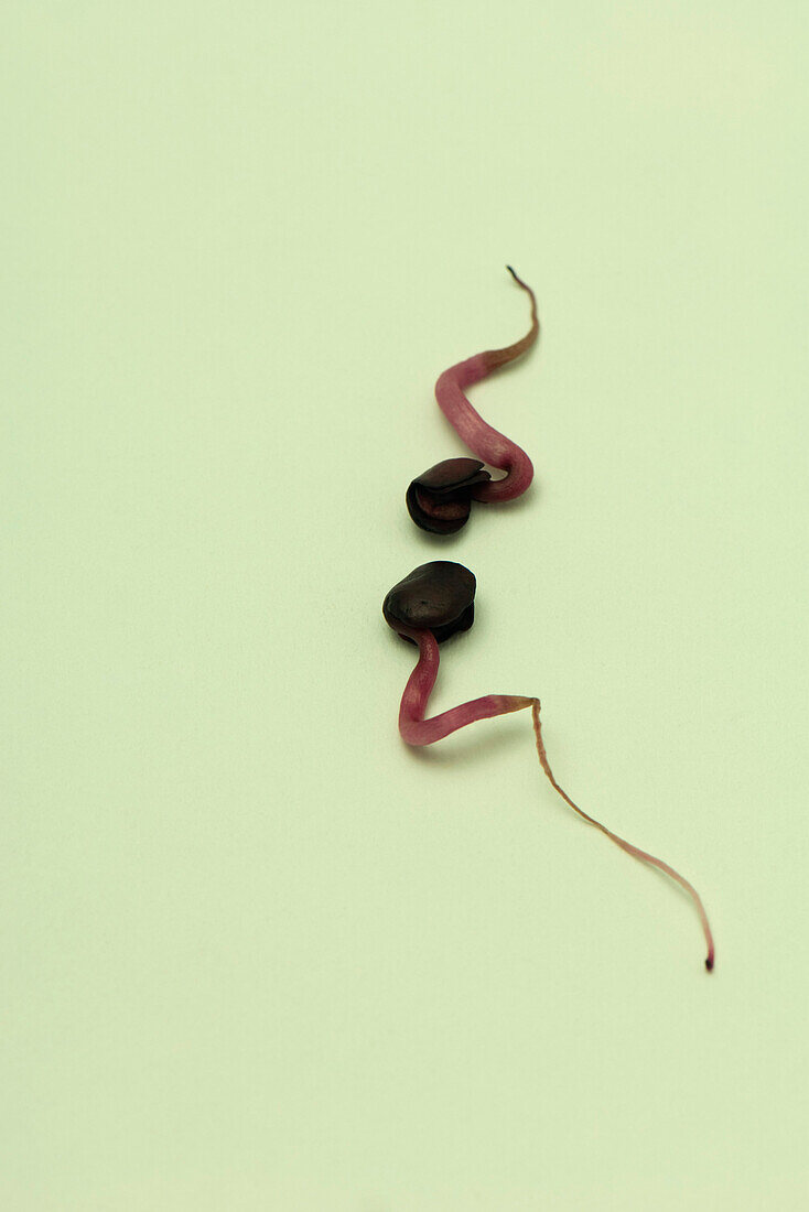 Two radish sprouts