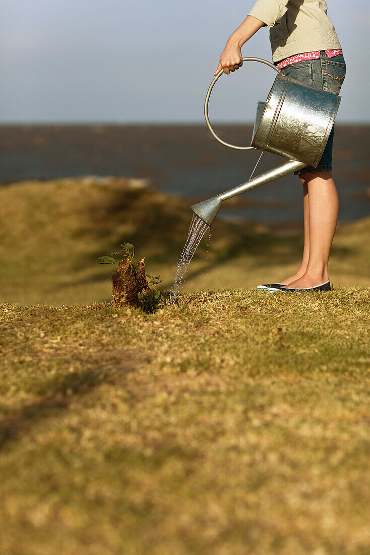 Woman watering sapling sprouting from tree stump, cropped