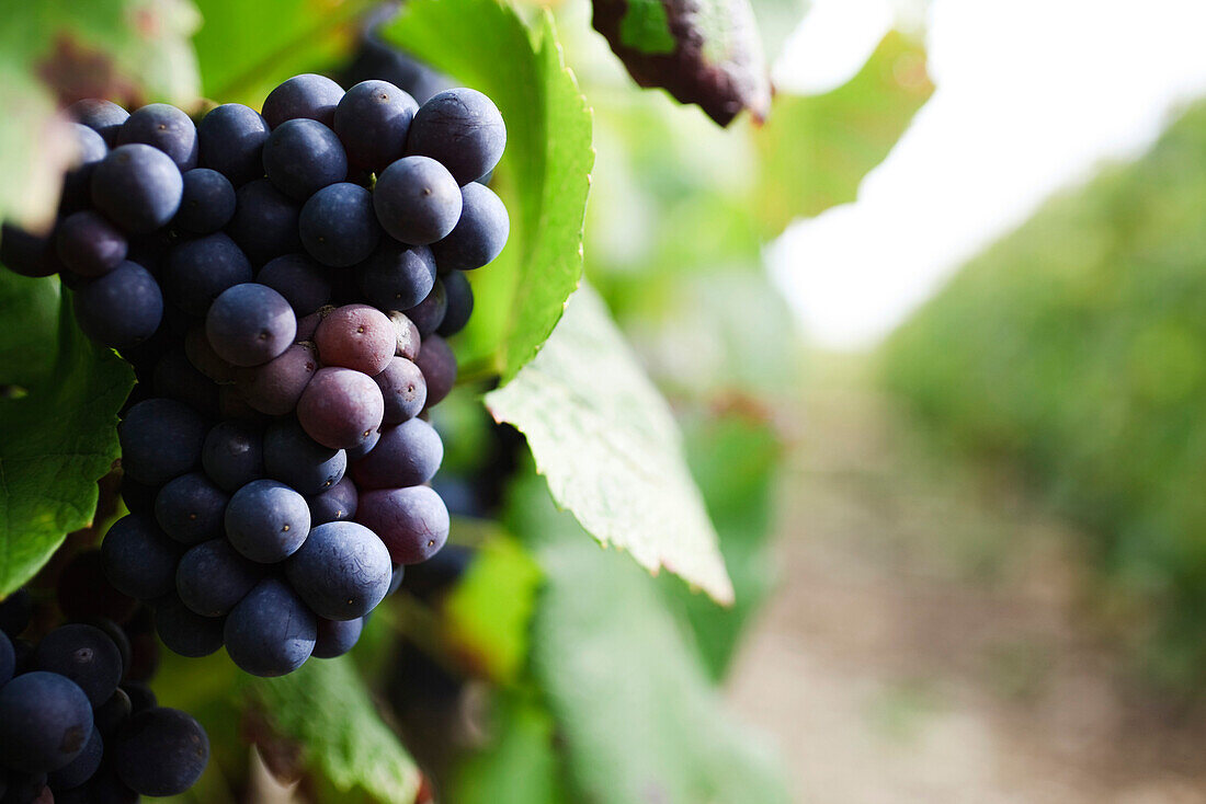 Bunch of grapes on grapevine, close-up