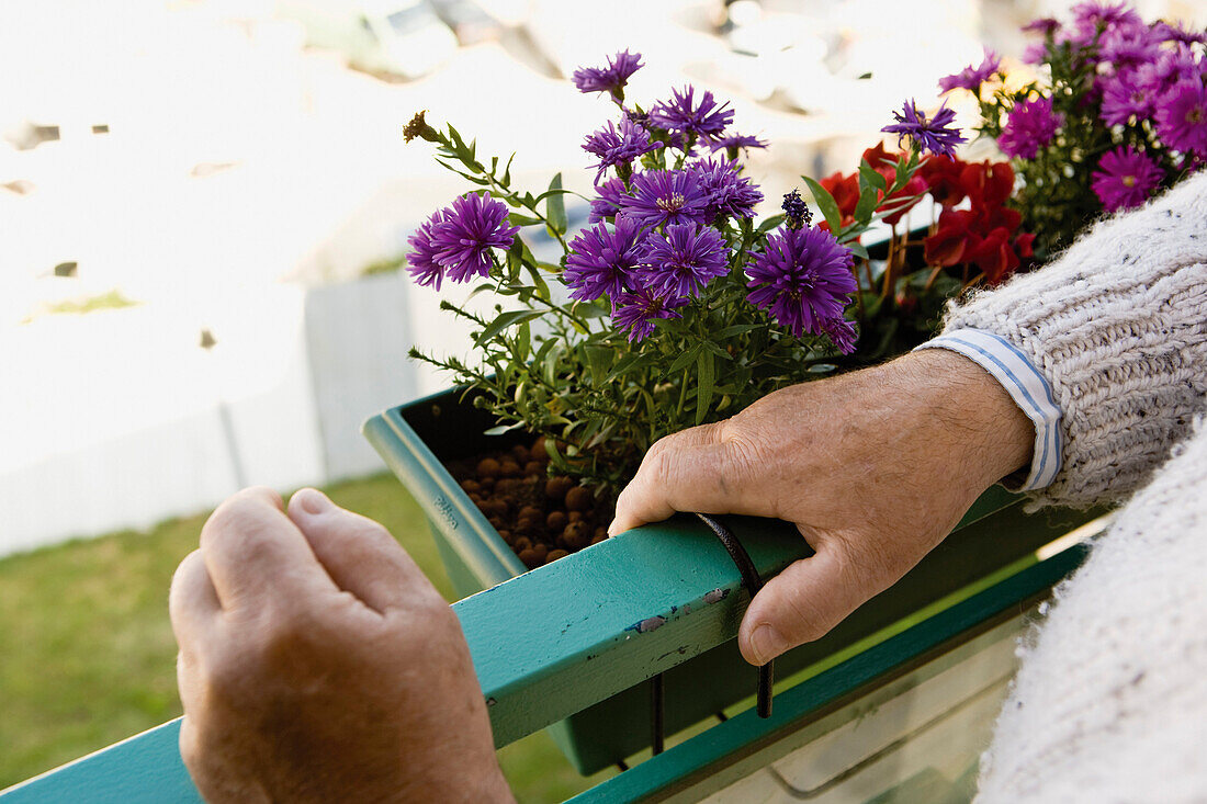 Standing on balcony, blooming flowers in window box