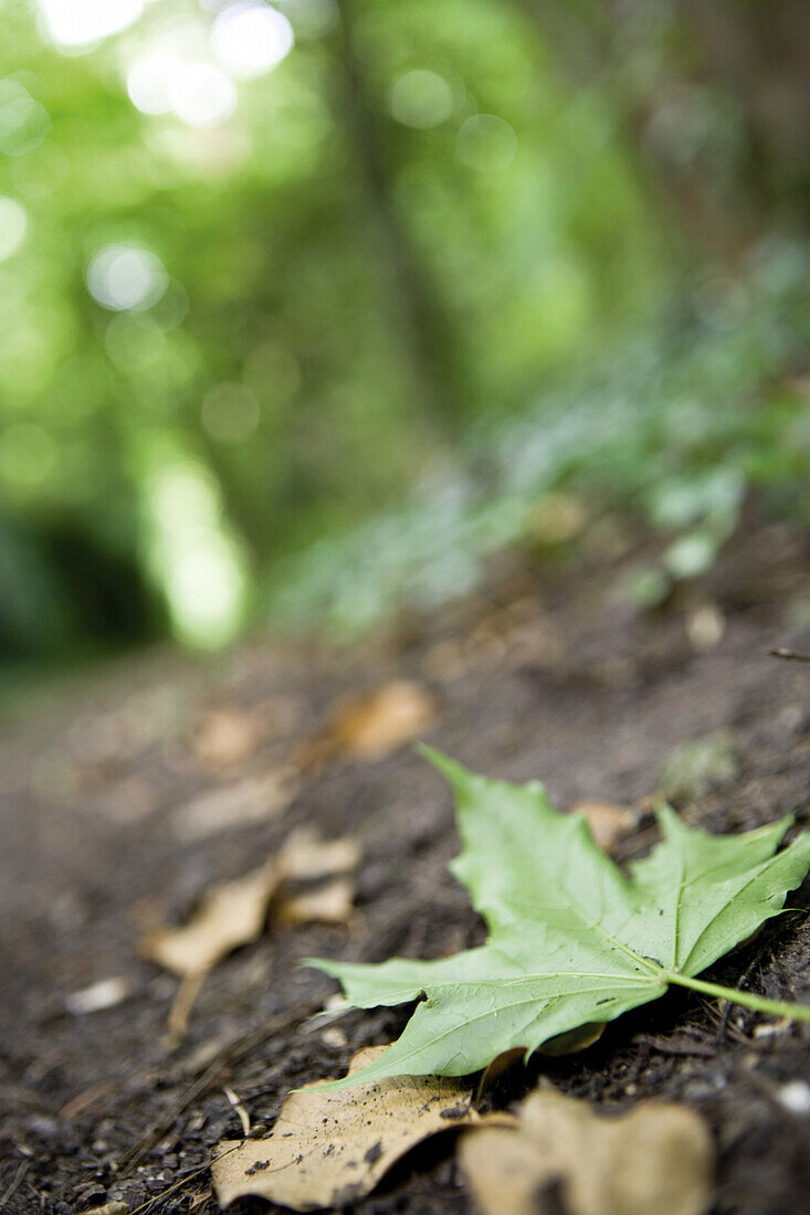 Fallen green maple leaf on forest floor