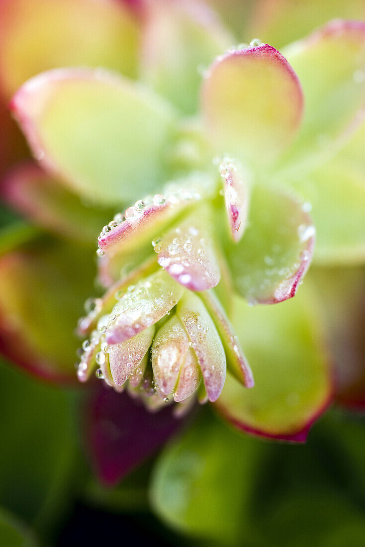 Dew drops on Sedum, succulent plant